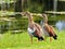 Closeup of Egyptian Geese