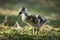 Closeup of an egyptian gosling