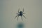 Closeup of an eight-legged creepy spider on the web