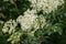 Closeup of elderberry flowers