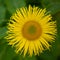 Closeup of the Elecampane, Inula helenium