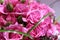 Closeup of Elegant bouquet of pink roses in bloom