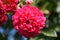 Closeup of an elegant deep pink Rose Damask