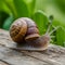 Closeup of elegant grape snail on wooden surface, natural beauty