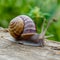 Closeup of elegant grape snail on wooden surface, natural beauty