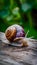 Closeup of elegant grape snail on wooden surface, natural beauty