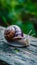 Closeup of elegant grape snail on wooden surface, natural beauty