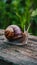 Closeup of elegant grape snail on wooden surface, natural beauty