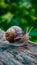 Closeup of elegant grape snail on wooden surface, natural beauty