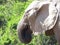 Closeup of an elephant drinking water