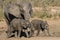 Closeup of elephant family Loxodanta africana including two adorable babies