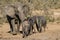 Closeup of elephant family Loxodanta africana with mother and three cute calves