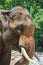 Closeup elephant in farm of Thailand ,in zoo