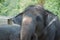 Closeup elephant in farm of Thailand ,in zoo