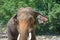 Closeup elephant in farm of Thailand , in zoo