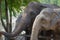 Closeup elephant in farm of Thailand ,in zoo