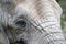 Closeup elephant head