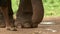 Closeup of an elephant\'s trunk, foot, and toenails