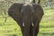 Closeup of an elephant among trees