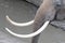 Closeup of elephant tusk