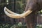 Closeup of elephant tusk