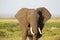 Closeup of an elephant walking on the savanna of Amboseli National Park, Kenya, Africa