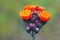 Closeup on emerging brilliant orange flowers of the Orange hawkweed, Hieracium auranticaum