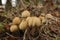 Closeup on an emerging cluster of glistening inky or shiny cap, Coprinellus micaceus, in the forest