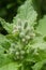 Closeup on emerging flower buds of an Borage starflower, Borago officinalis