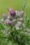 Closeup on emerging flower buds of the wild teasel thistle, Cirsium palustre