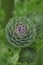 Closeup on an emerging flowering bud of the European marsch thistle, Cirsium palustre