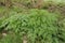 Closeup on the emerging foliage of a wild beaked parsley, Anthriscus sylvestris