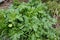 Closeup on the emerging green fdoliage of the creeping buttercup, Ranunculus repens