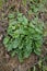 Closeup on an emerging green foliage of the Common ragwort Jacobaea vulgaris