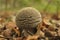 Closeup on an emerging grey spotted amanita mushroom, Amanita excelsa on the forest floor