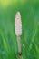 Closeup of an emerging herbaceous perennial plant, the field or common horsetail , Equisetum arvense