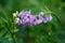 Closeup on the emerging purple flowers of Goat's rue or Italian fitch, Galega officinalis, a pharmaceutical plant