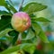 closeup of an Empire apple on a tree branch in an orchard on a sunny day outdoors. Fresh, sweet and organic produce