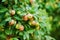 closeup of Empire apples on a tree branch in an orchard on a sunny day outdoors. Fresh, juicy and organic produce