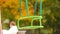 Closeup empty swing in autumn park outdoors