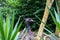 Closeup of an Emu head, scientifically know as Dromaius Novaehollandiae