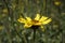 Closeup of the Encelia californica, California brittlebush.