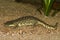 Closeup on the endangered African Algerian ribbed newt, Pleurodeles nebulosus