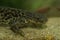 Closeup on the endangered African Algerian ribbed newt, Pleurodeles nebulosus