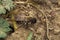 Closeup on an endangered female nycthemeral miner solitary bee, Andrena nycthemera crawling on the ground