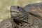 Closeup of an Endangered Gopher Tortoise