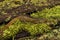 Closeup on the endangered Japanese Oita salamander Hynobius dunni sitting on green moss