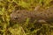 Closeup on the endangered Japanese Oita salamander Hynobius dunni sitting on green moss