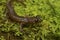 Closeup on the endangered lungless Californian limestone salamander, Hydromantes brunus at Merced River
