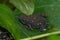 Closeup on the endangered purple fluorescent frog, Atelopus barbotoni